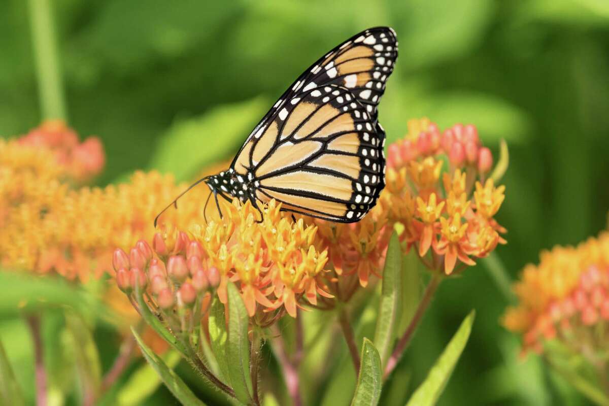 A monarch butterfly feeds on butterfly weed milkweed.