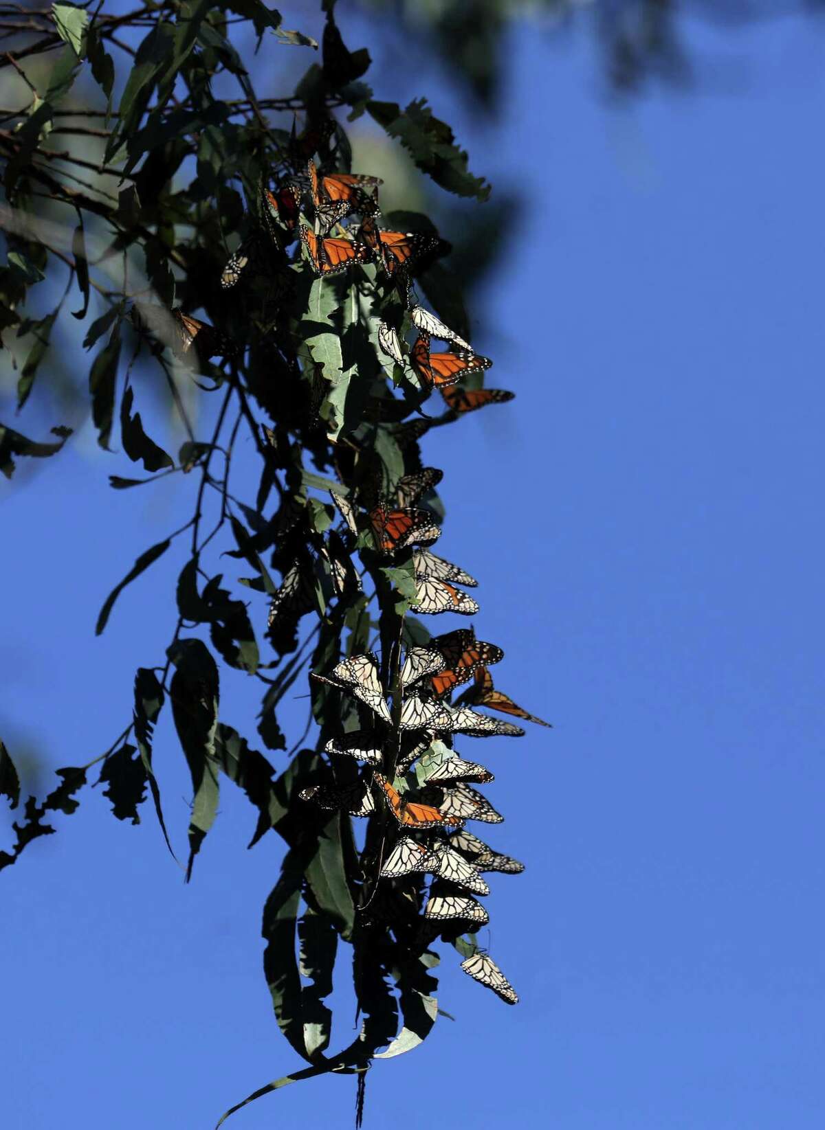 Monarch butterflies cluster.