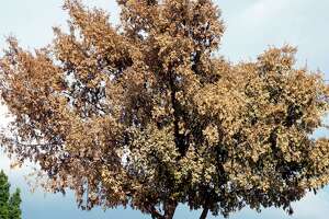 The best trees to plant when Texas or cotton root rot is present