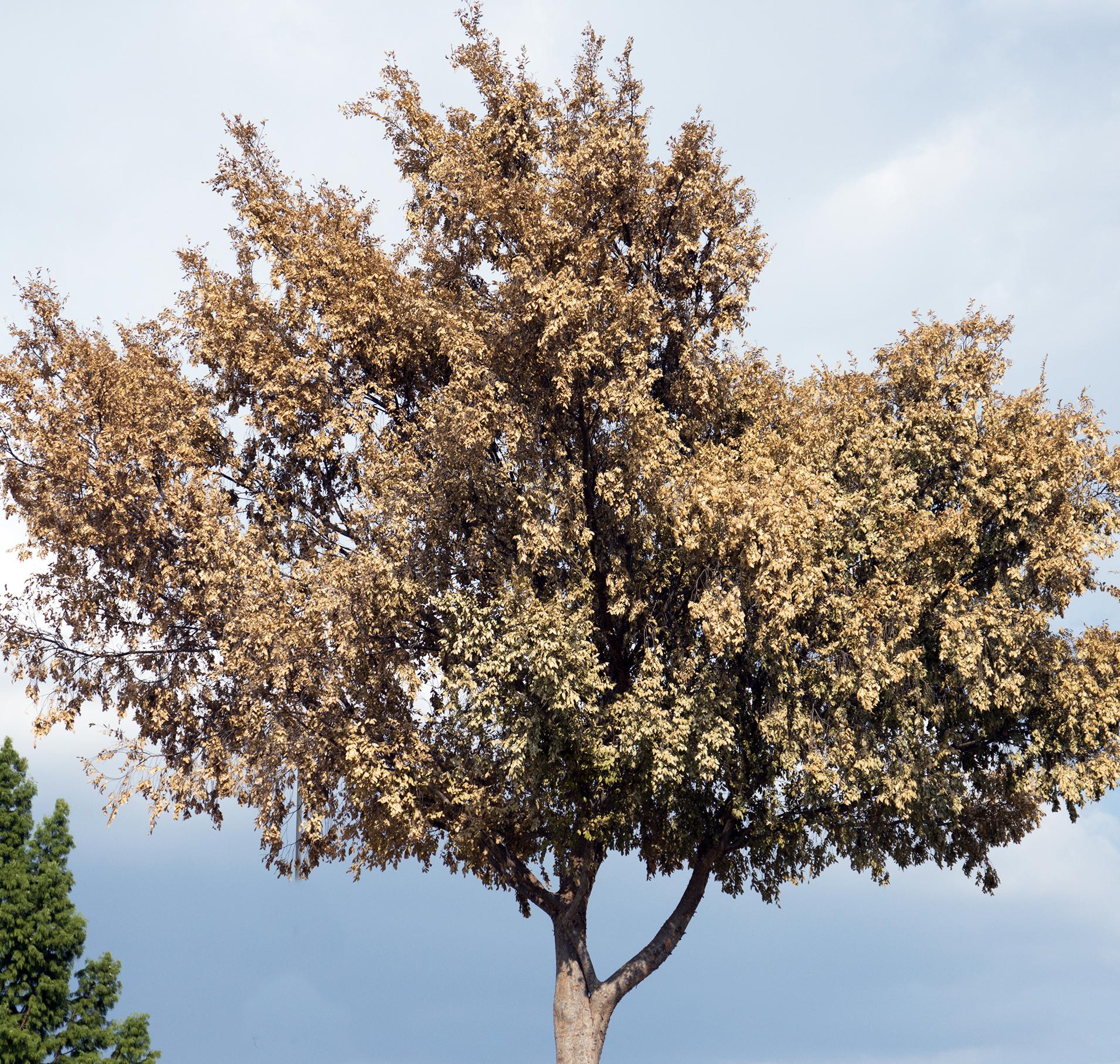 The best trees to plant when Texas or cotton root rot is present - Vimarsana News