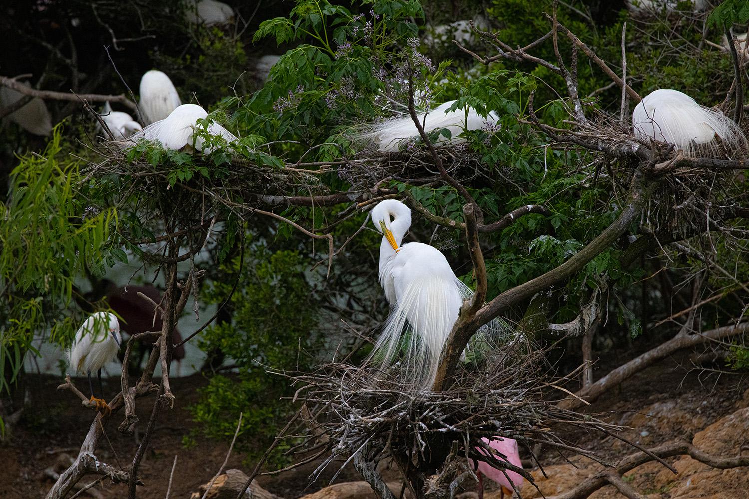 watching-texas-water-birds-at-high-island-is-a-show-of-shows-that-you