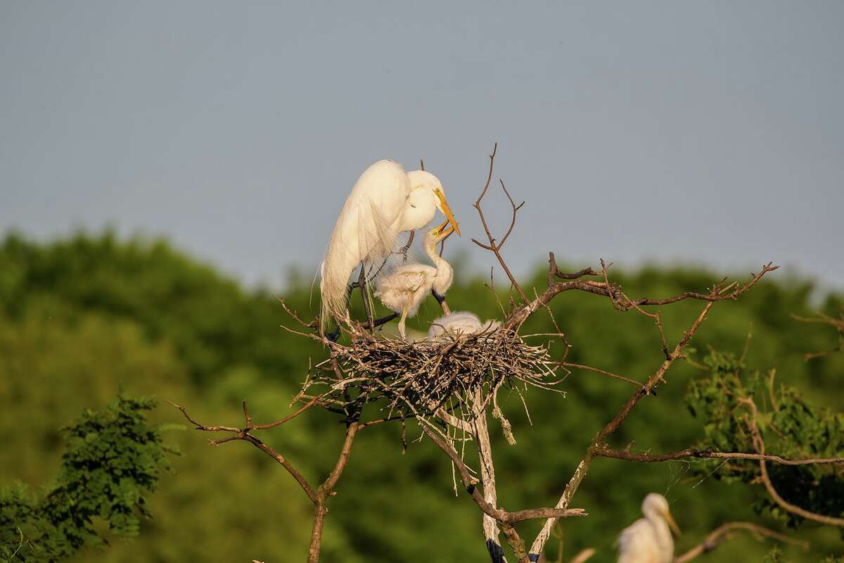 Great egrets are nesting at the Smith Oaks Sanctuary rookery on High Island. Chicks will be in the nest through early summer.