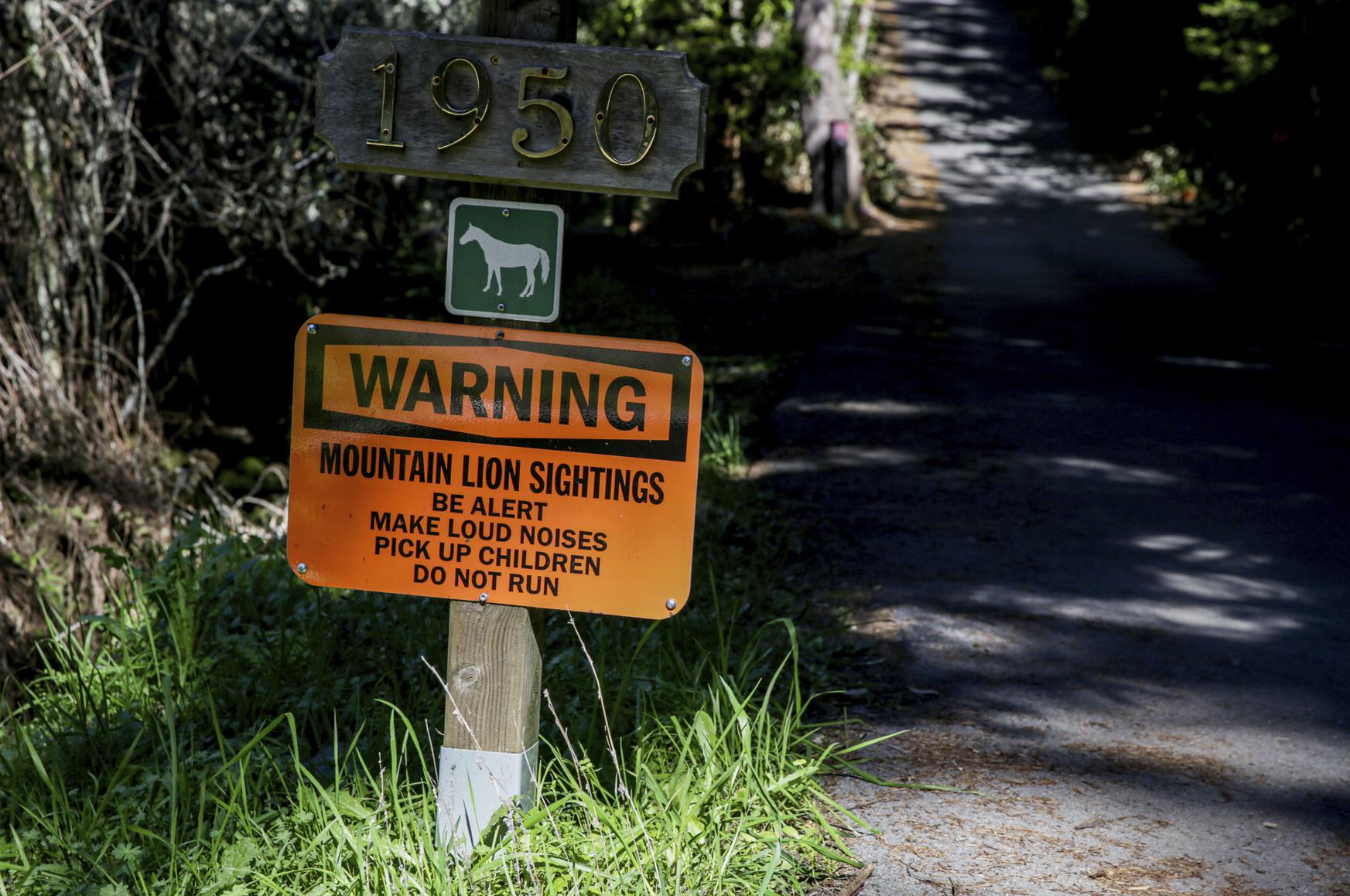No, mountain lions won't drop dead if California builds duplexes. But some towns are in their habitat - Vimarsana News