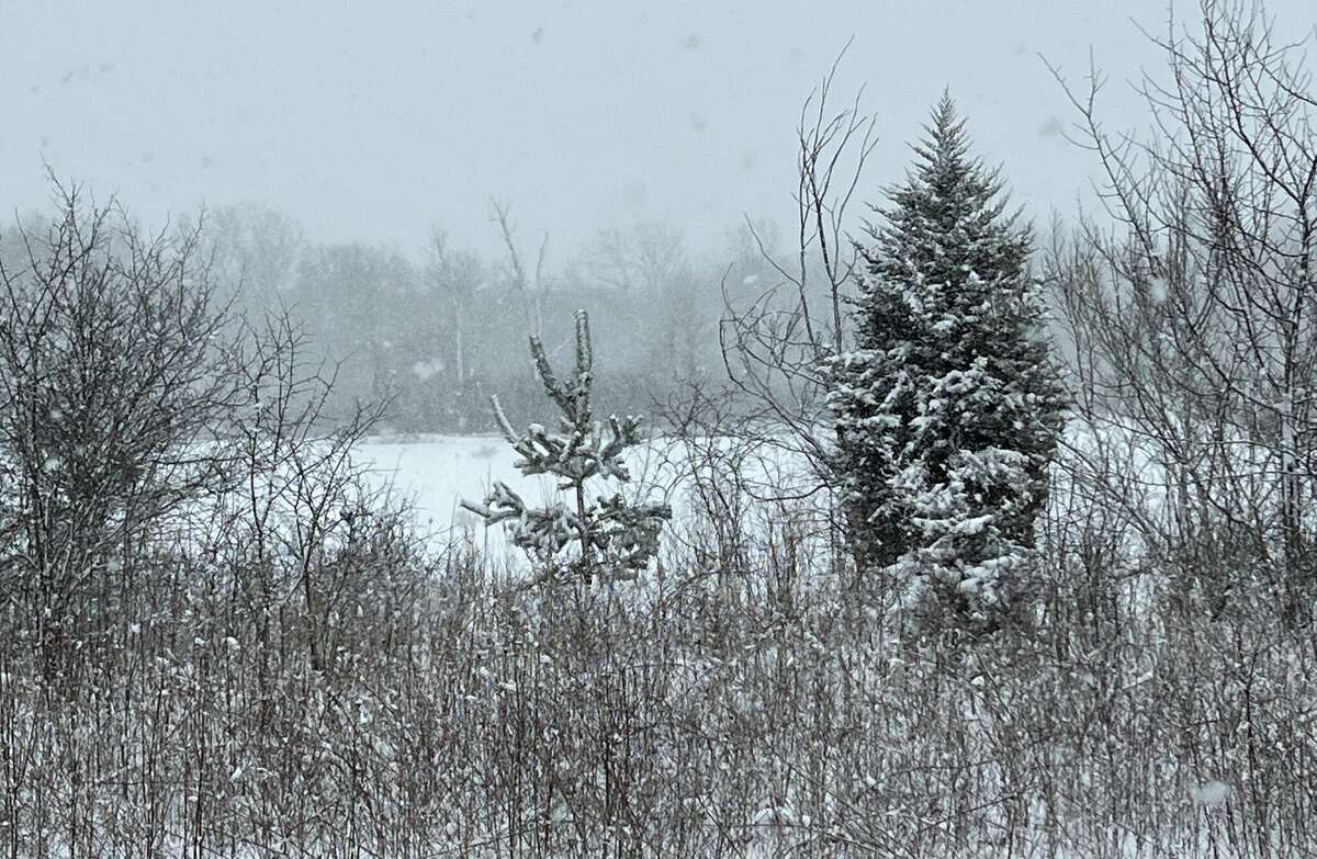 Monday snow falls onto the 42-acre parcel recently acquired by the Little Forks Conservancy, which will maintain and enhance the land's natural features and open it for public use. The property, which includes three borrow-pit style ponds, is on North Union Road just into Bay County.