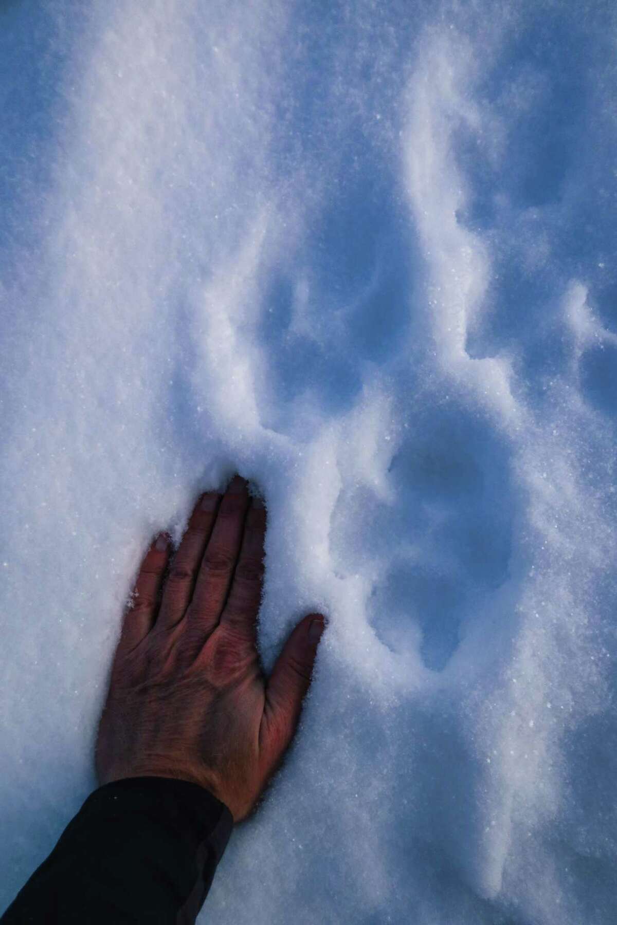 Wolf prints in the snow in the Brooks Range.