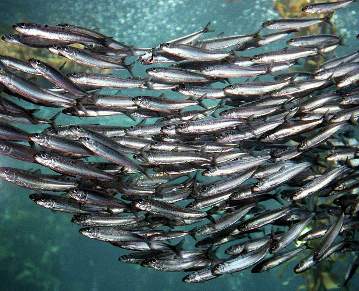 Pelagic fish like sardines and anchovies are among the most climate-friendly foods, a new study concludes.