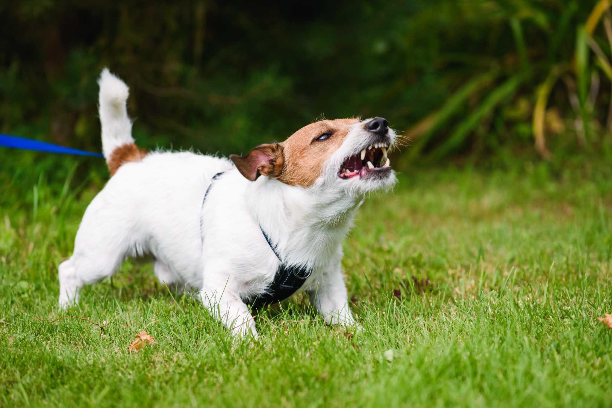 Overprotective, leash-aggressive dogs need boundaries, training - Vimarsana News