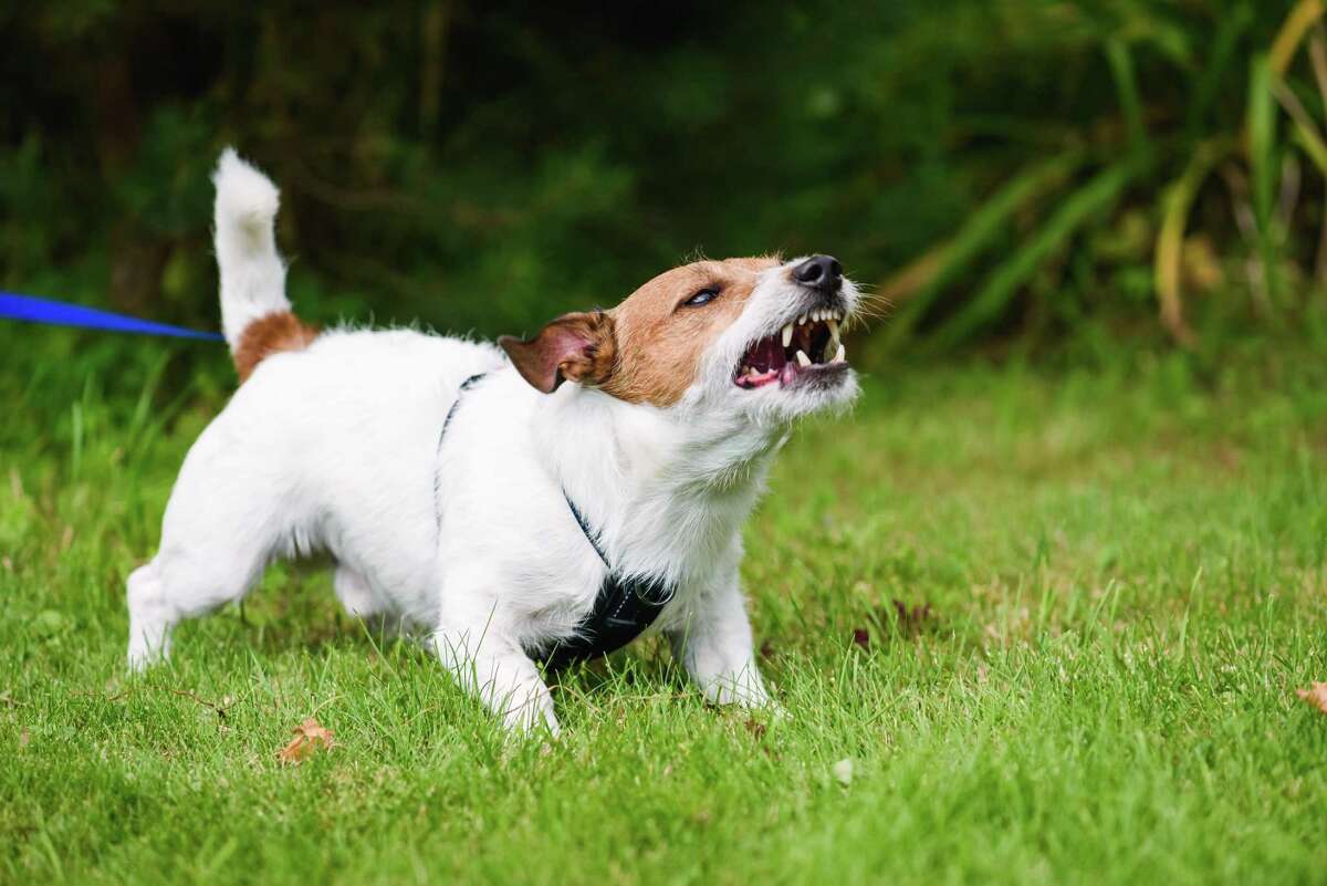 are jack russells dog aggressive