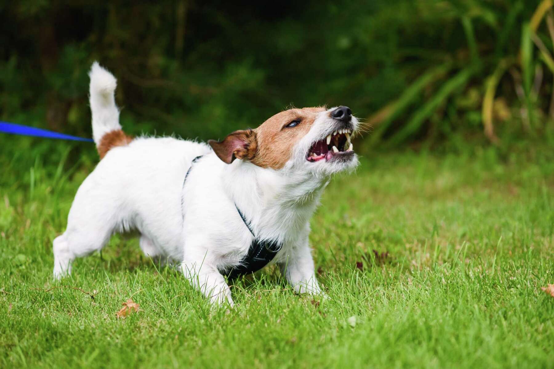 How to Stop Leash Aggression in Dogs - Orvis News