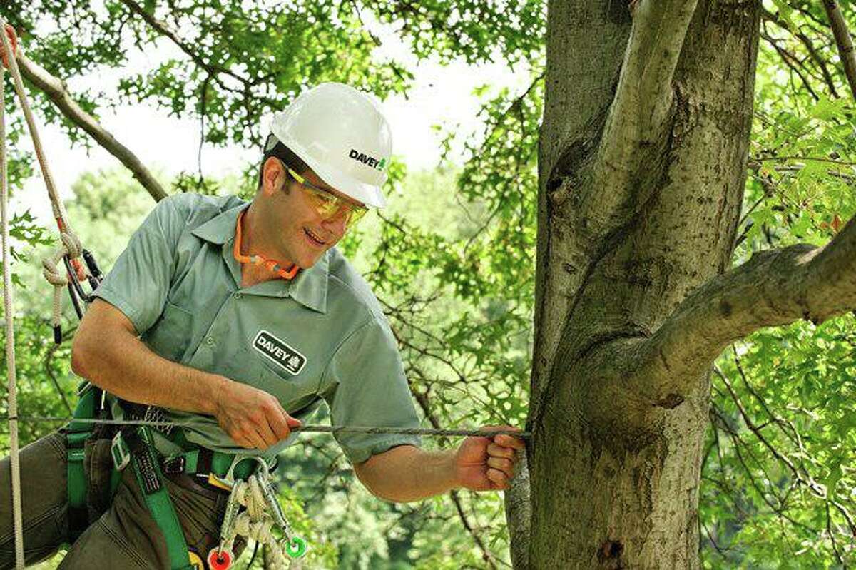 Pruning, the selective removal of dead and diseased tree limbs, improves a tree’s structure and encouraging new growth. It also keeps your property and bystanders safe from falling branches.