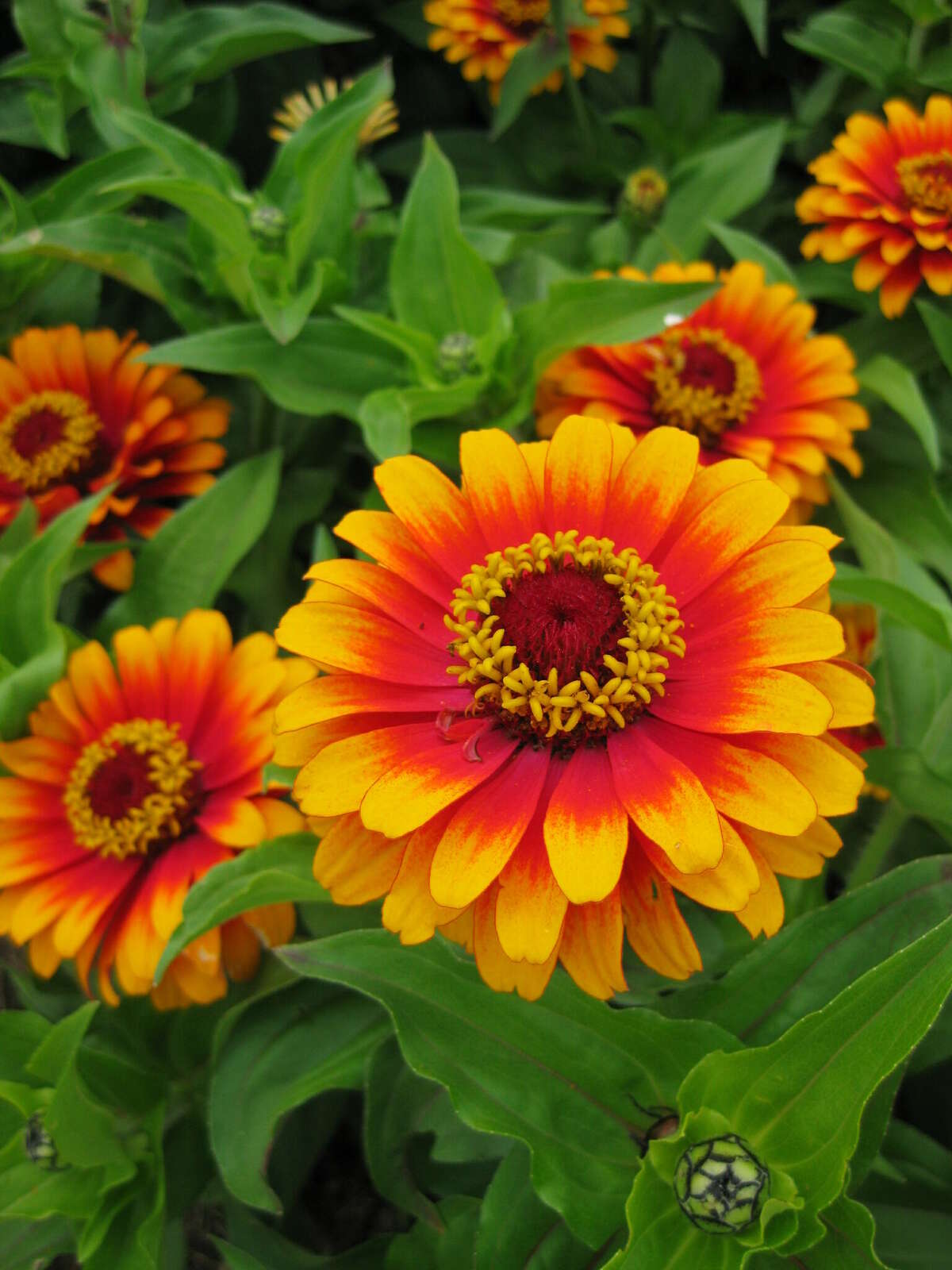 Zowie! Yellow Flame is a semi-tall zinnia with a unique bicolor pattern of blooms with scarlet-rose center and yellow petal edges.