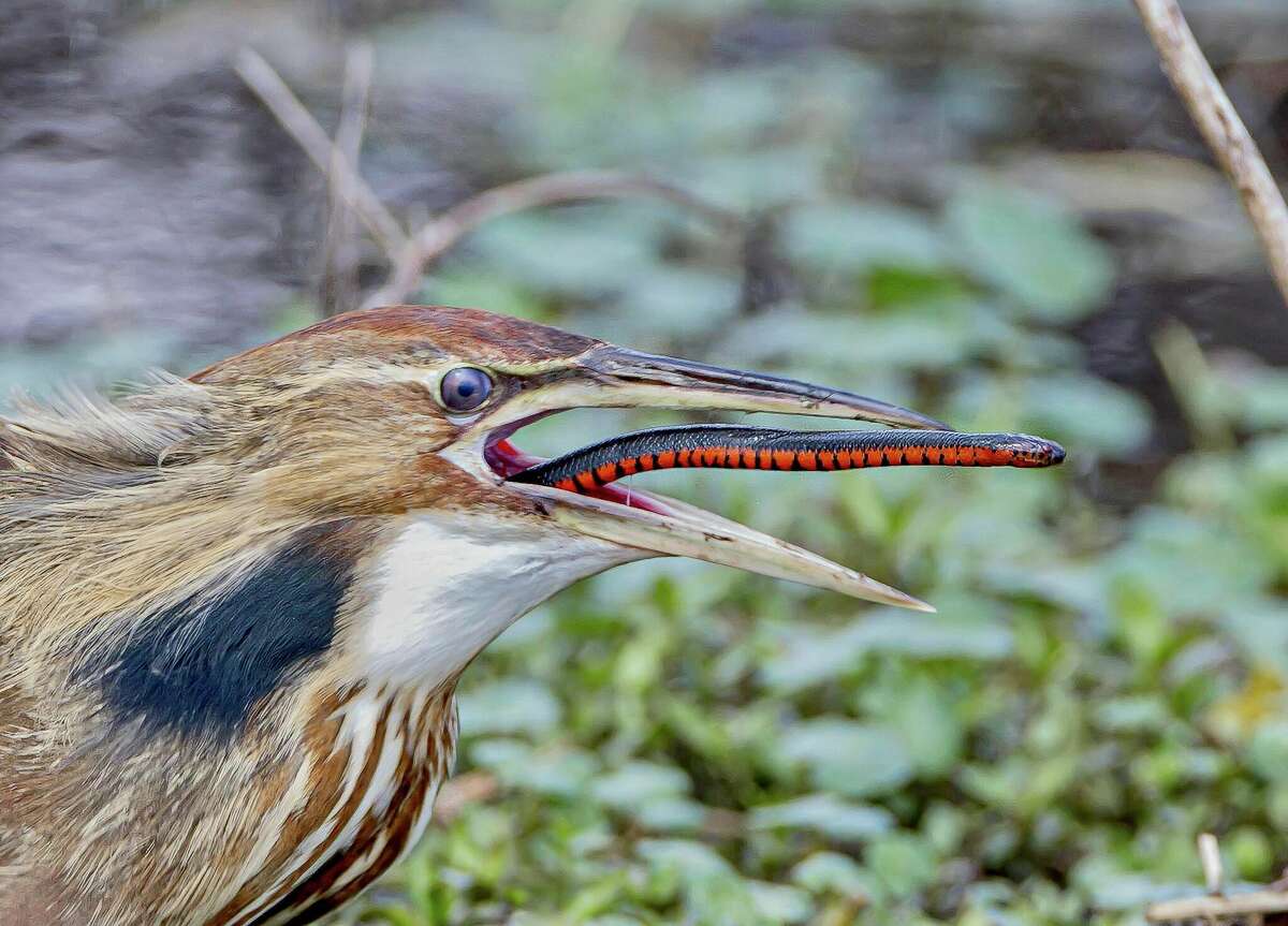 Elise Kitchens captured a "once-in-a-lifetime" shot of an American Bittern eating a Red-bellied Mudsnake at Brazos Bend State Park on Saturday, March 5. 