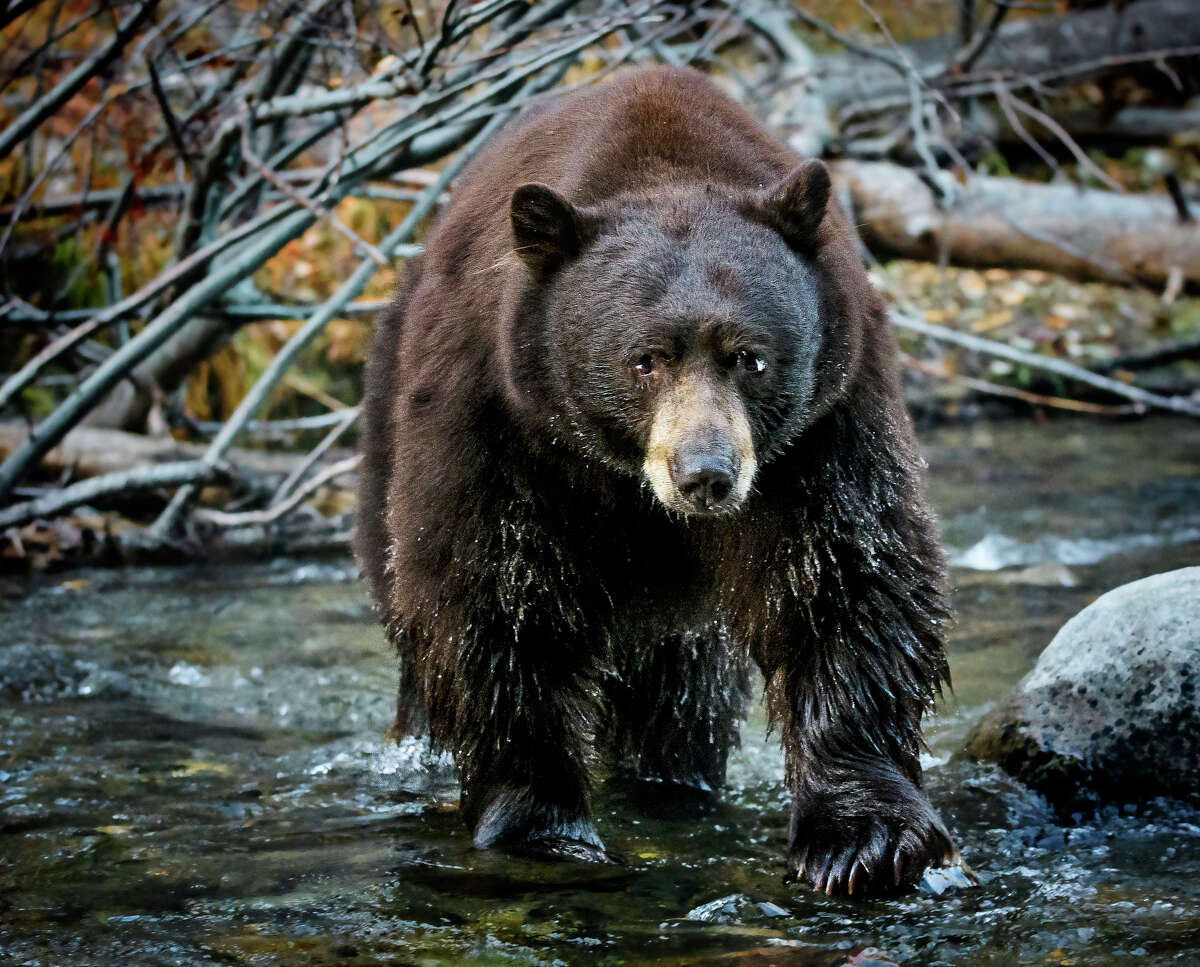 Bear in lake tahoe