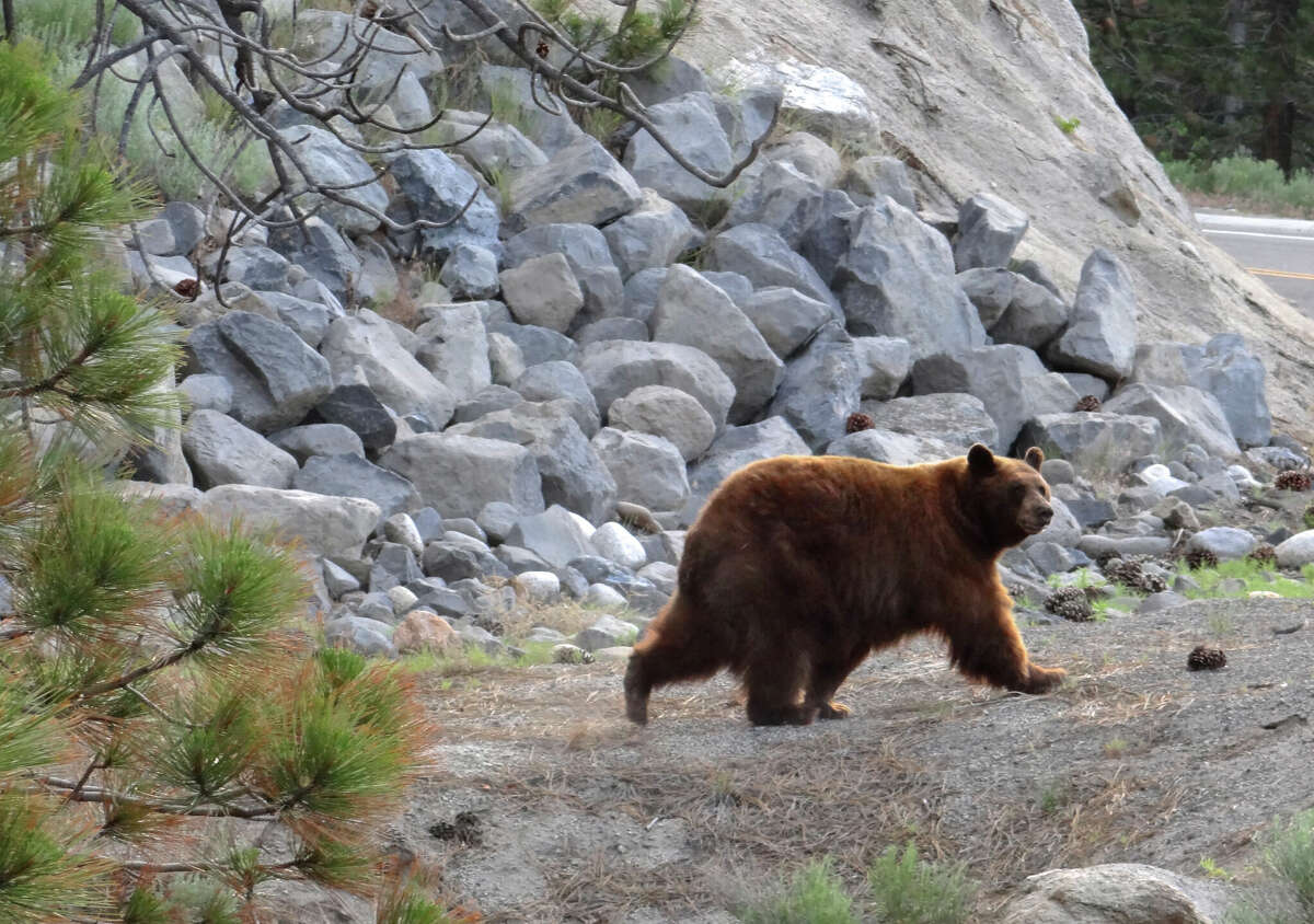 Lake Tahoe’s bears aren’t hibernating, worrying experts