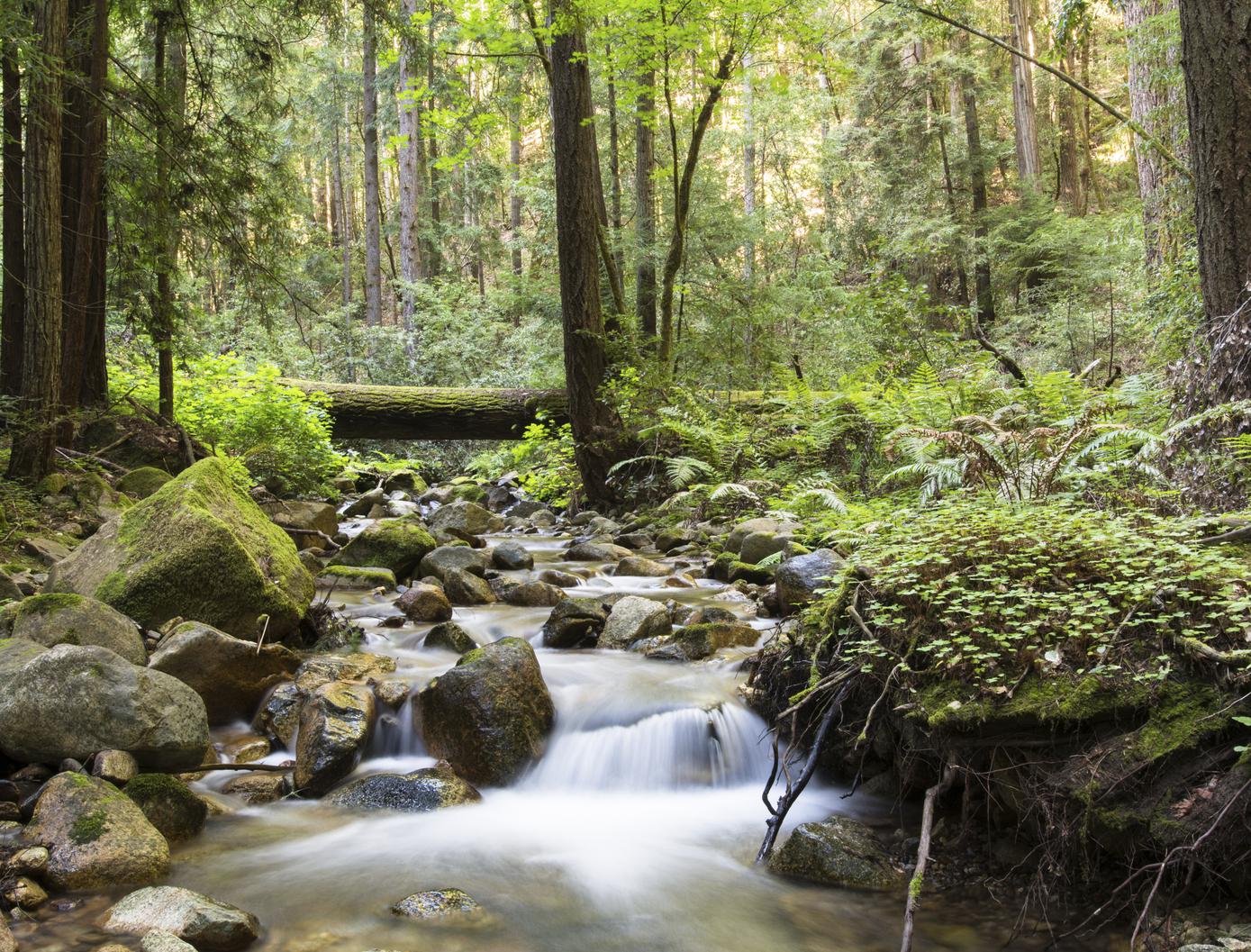 New trails opening soon at fire-damaged redwood preserve near Santa Cruz - Vimarsana News