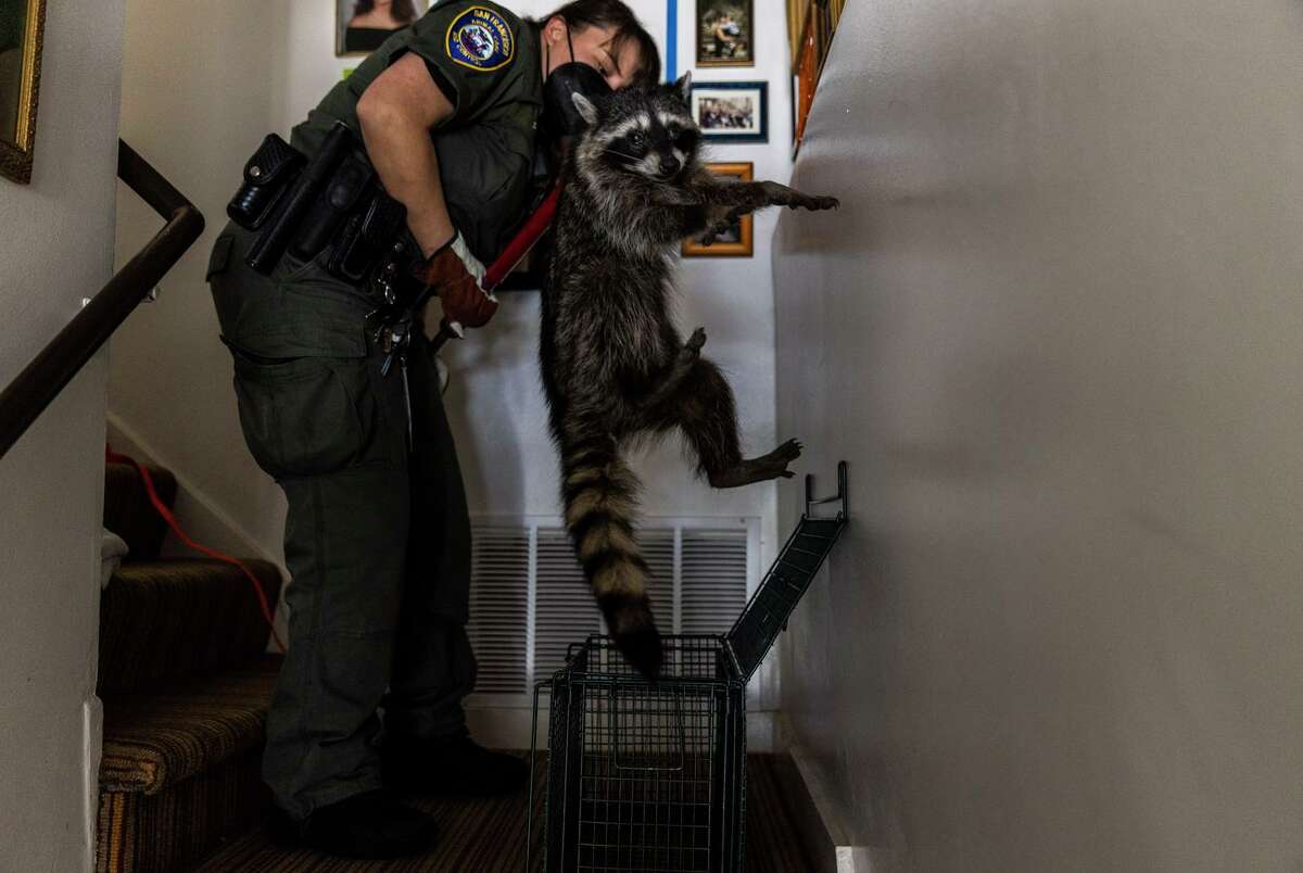 San Francisco Animal Care and Control Officer Stephanie Pone uses a catch pole to thrust a raccoon with signs of canine distemper into a cage in San Francisco’s Glen Park neighborhood.