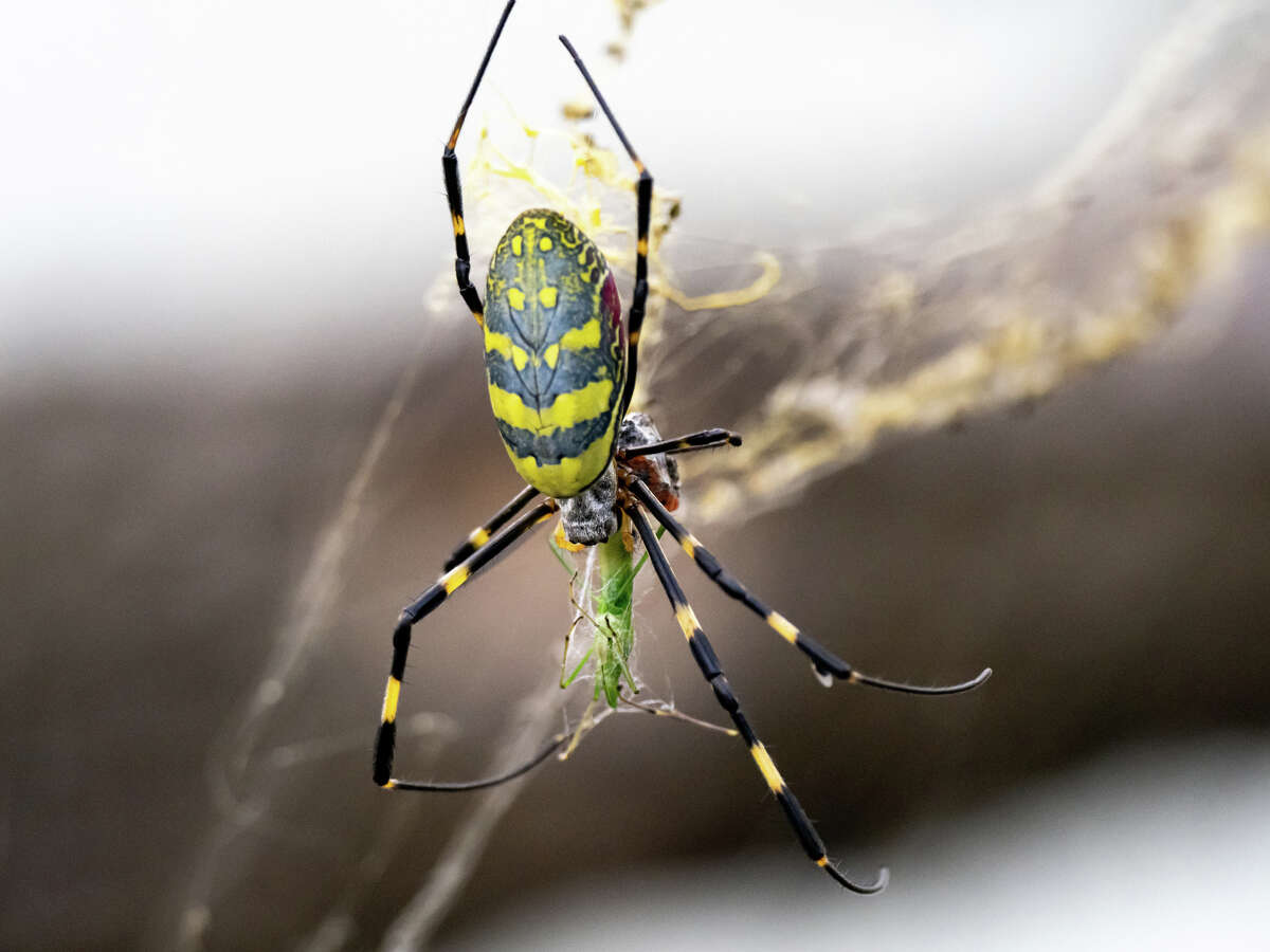 A Japanese Joro spider, a type of golden orb-weaver. 