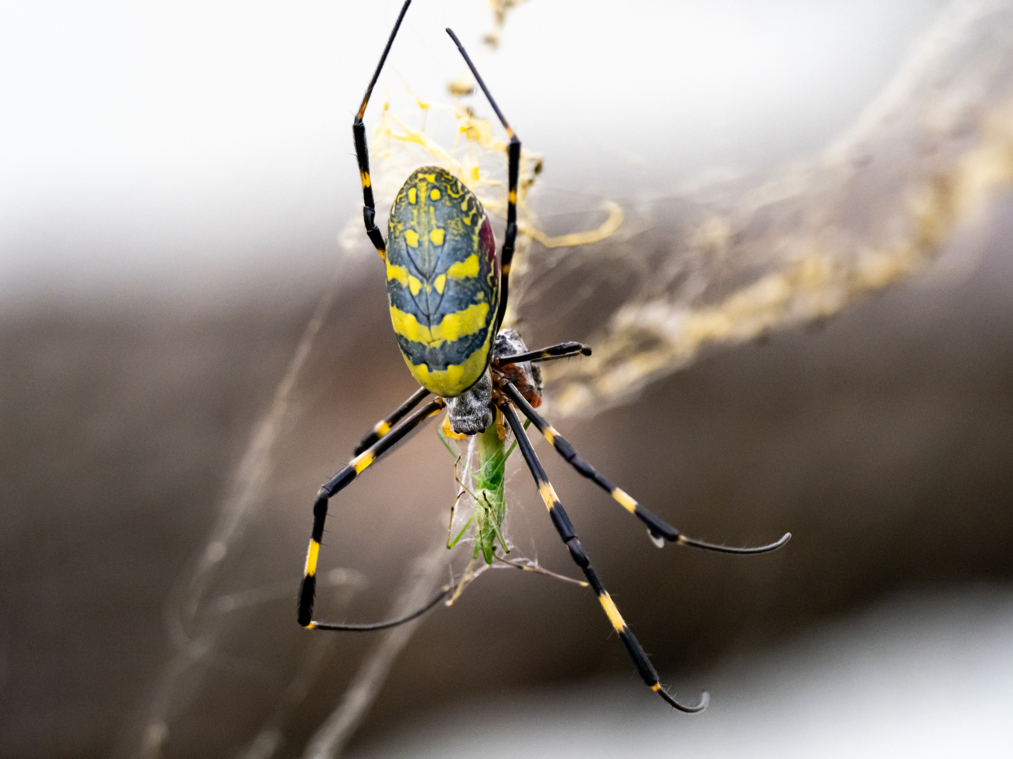 Orb-weaver spider uses web to capture sounds