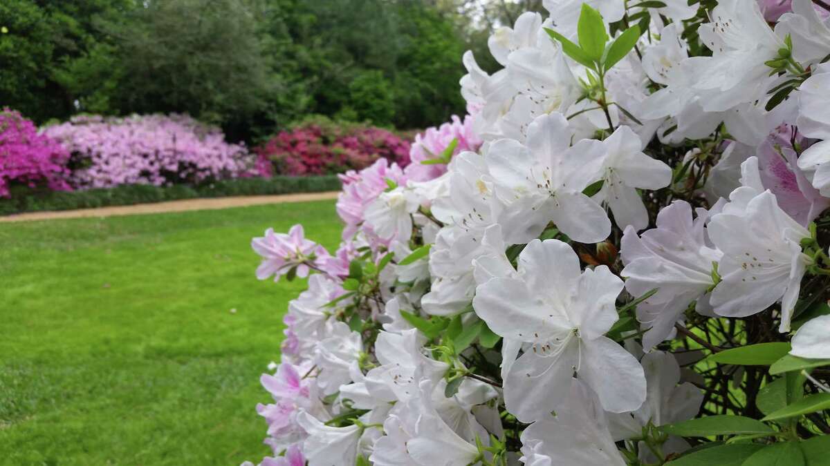 Here's your guide to growing azaleas in the Houston area