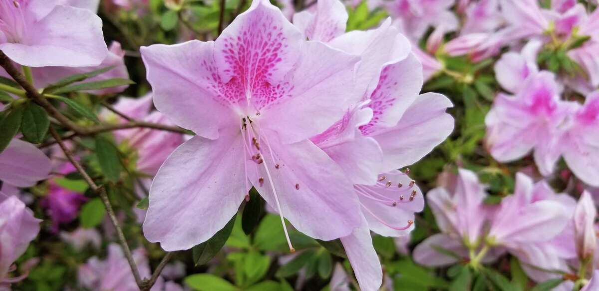 Here’s your guide to growing azaleas in the Houston area