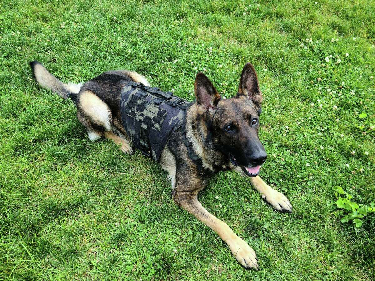 Bane, a 3-year-old German Shepherd, has worked full-time with his handler Officer Greg Lee for several years at the Trumbull, Conn., police station. Police said Bane helps in search and rescue of missing people, hunts for suspects who have committed crimes and detects narcotics.