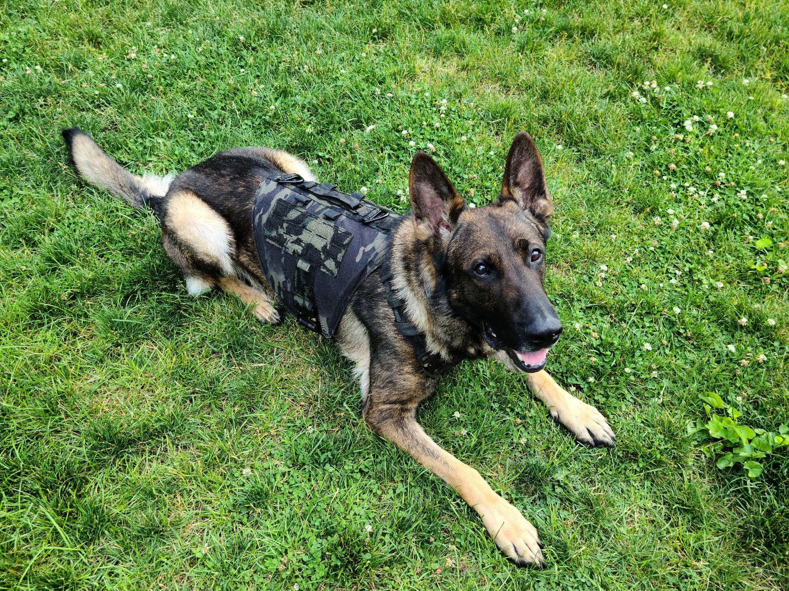 Trumbull police dog recovering after emergency surgery, PD says - Vimarsana News