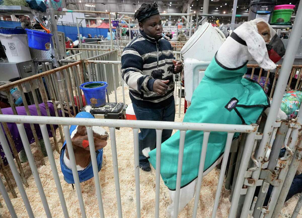 Christopher Sloan, 16, a junior at Stephen F. Austin High School in Ft. Bend ISD, prepares a pen before bringing in his lamb Sid during the Houston Livestock Show and Rodeo Tuesday, March 8, 2022, in Houston. He is showing for the first time this week.