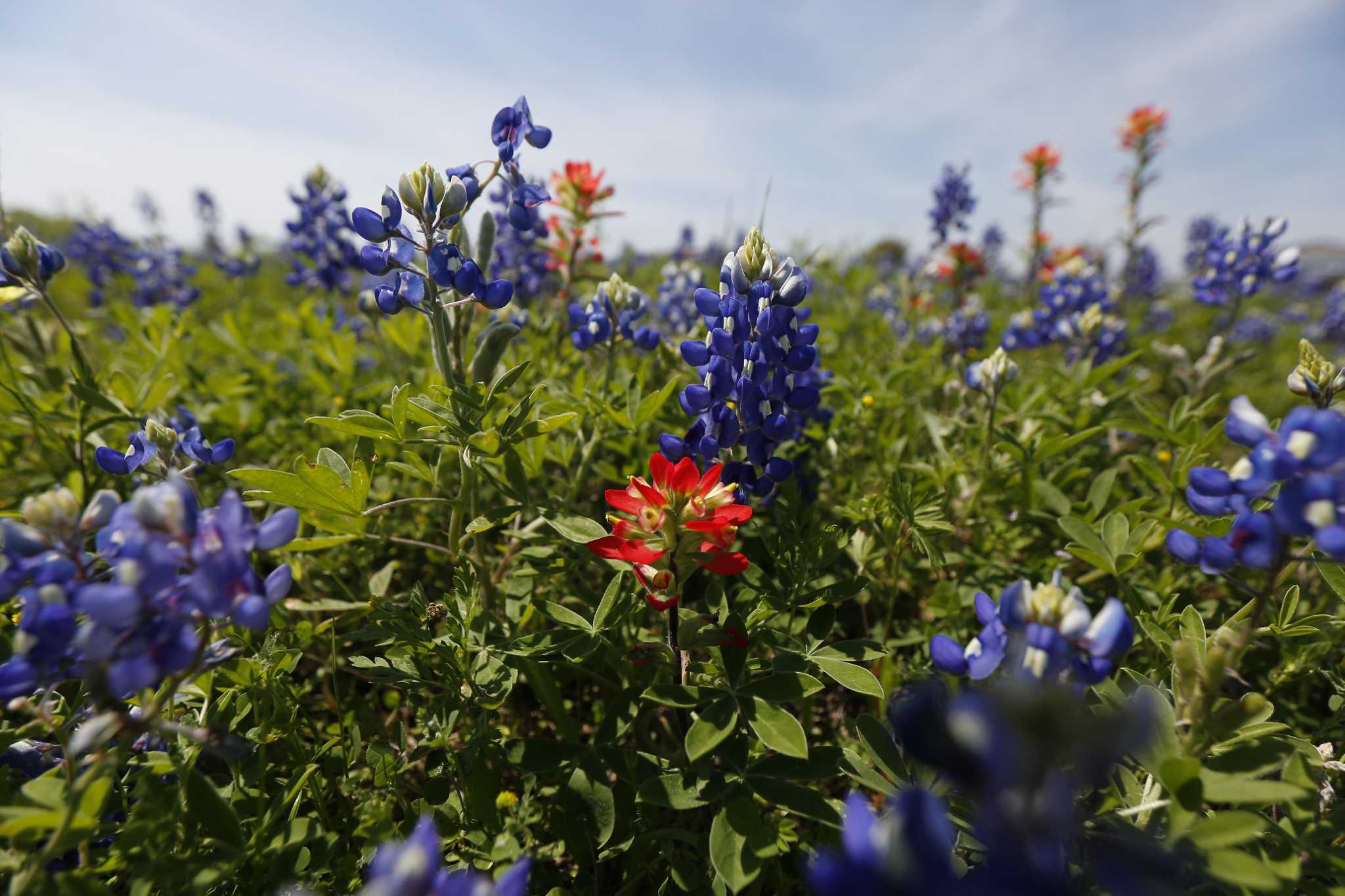 Where to find bluebonnets and other wildflowers this spring near San Antonio - Vimarsana News