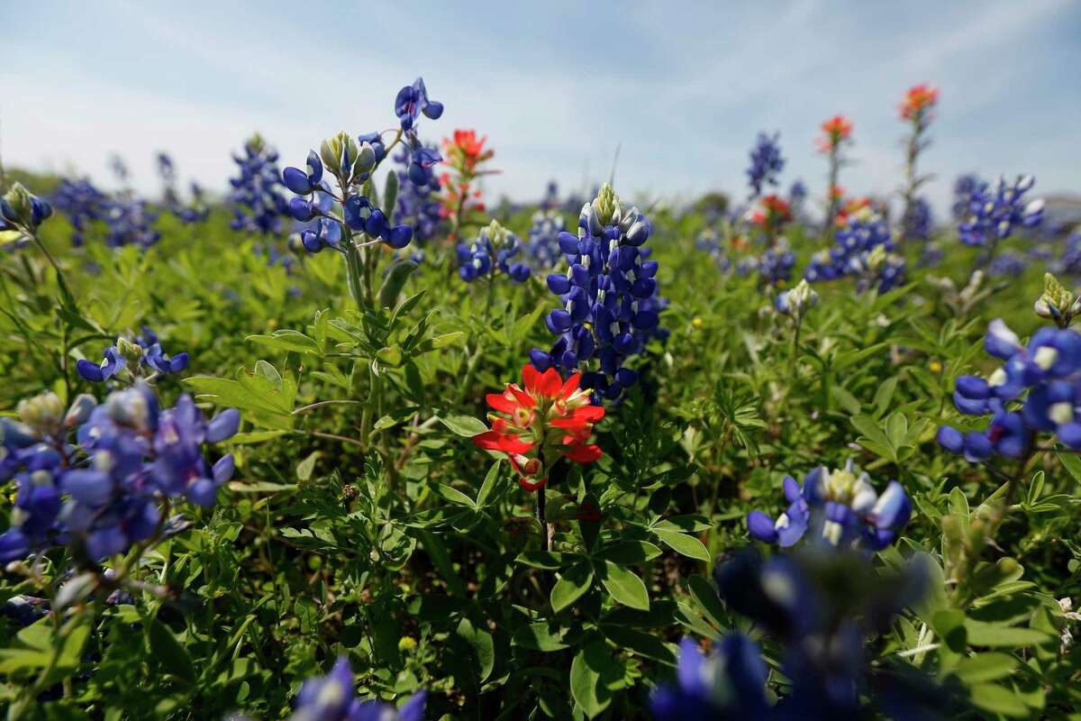 Some wildflowers start to bloom this month across Texas.