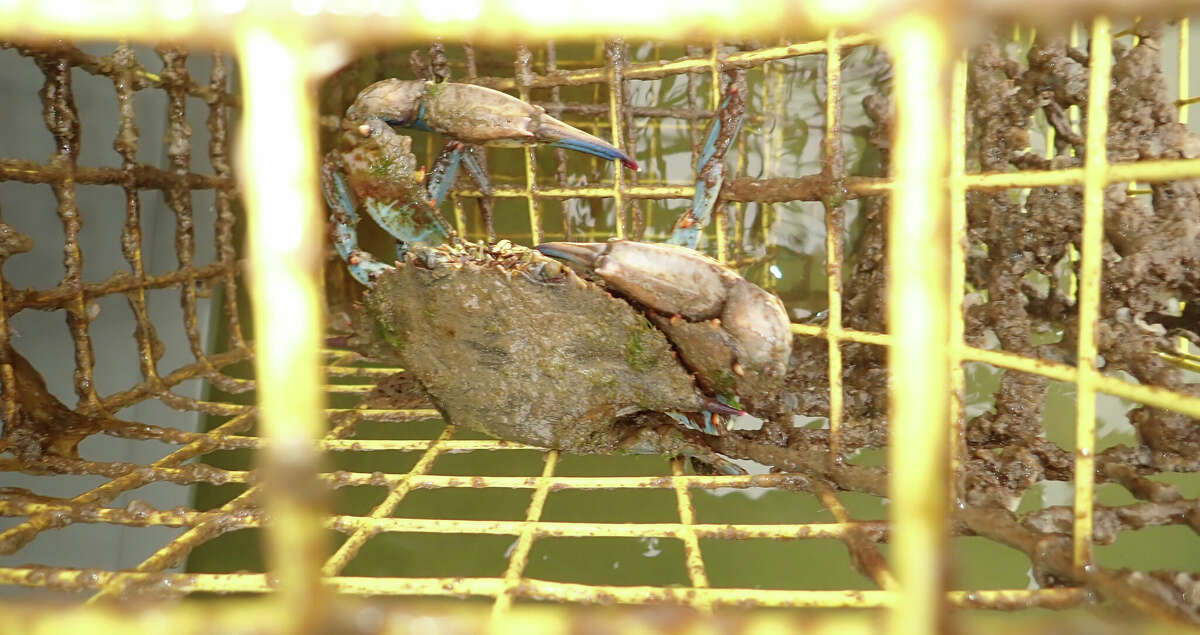 20 years of crab trap removal on the Texas coast