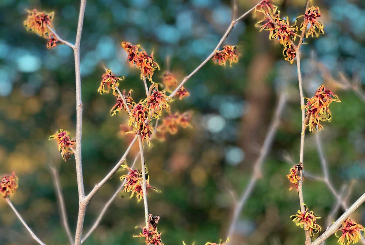 The winter flowers of "strawberries and cream" witch hazel blooming.
