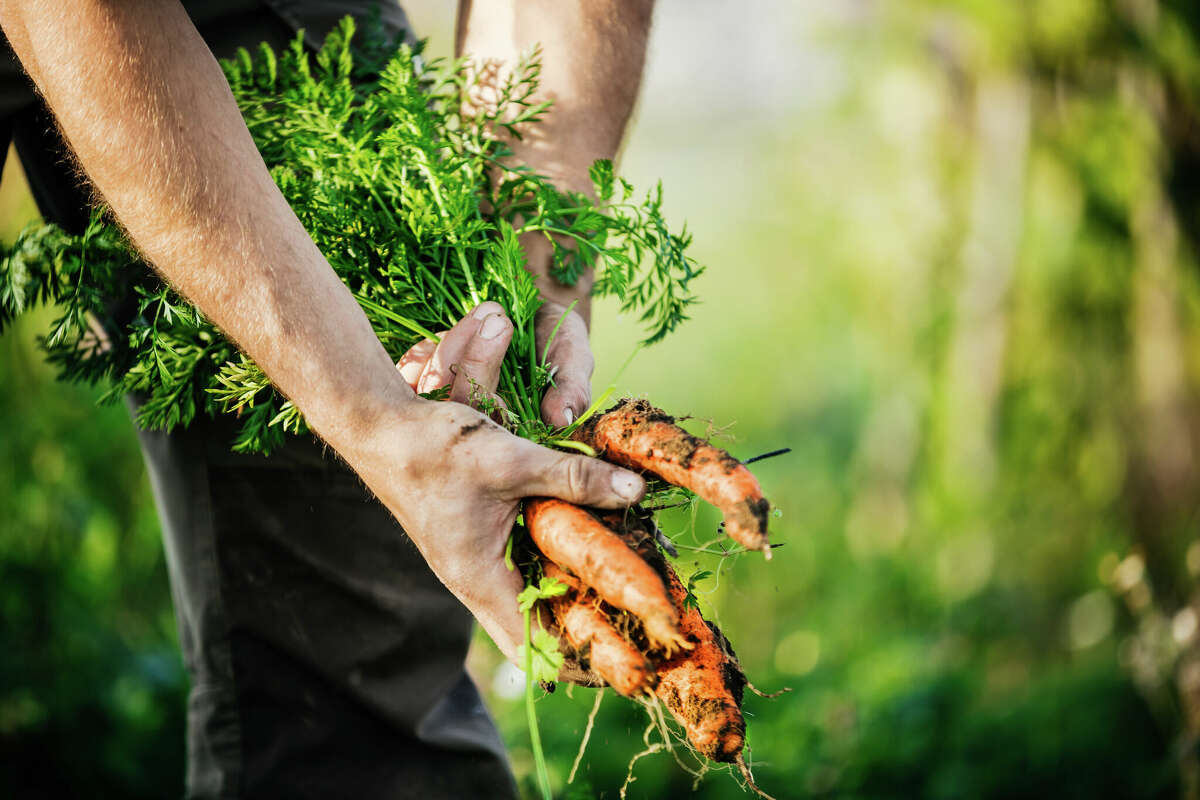 A national survey by the American Community Gardening Association reports that only 32.3% of community gardens last for more than 10 years. The most commonly cited reason for gardens dissolving was "lack of interest by gardeners."