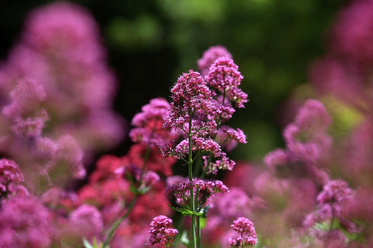 Red valerian is photographed at UC Berkeley's Blake Garden on May 18, 2016, in Kensington, Calif.
