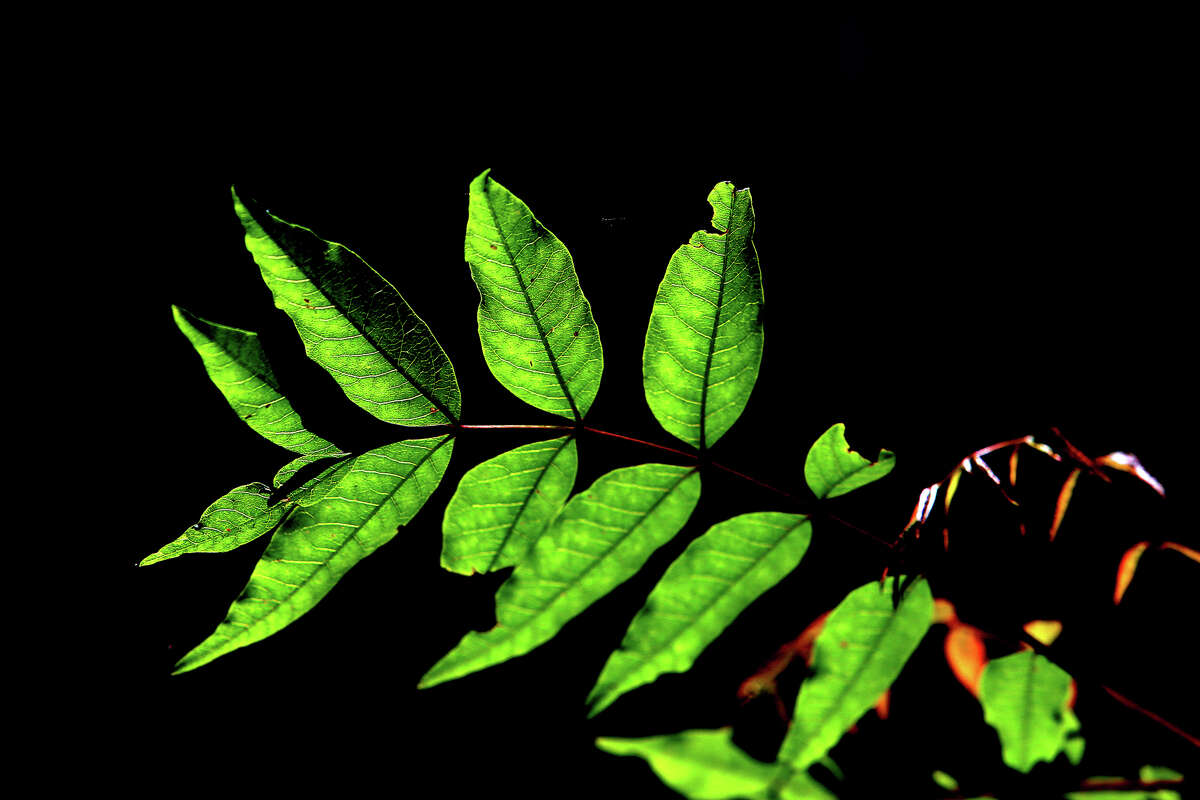 Sunlight illuminates the leaves of a plant in Redwood Canyon at UC Berkeley's Blake Garden on May 18, 2016, in Kensington, Calif.