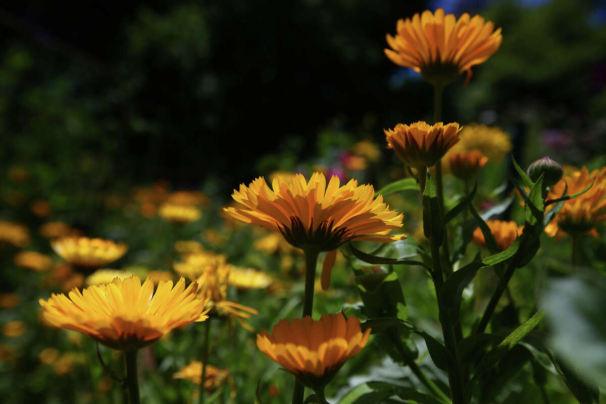 Calendula flowers are photographed at UC Berkeley's Blake Garden on May 18, 2016, in Kensington, Calif.
