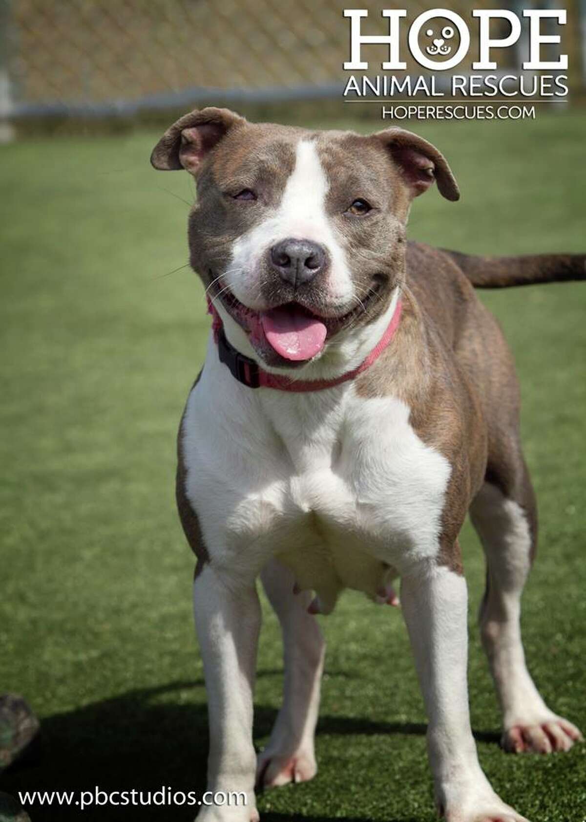 London, a 7-year-old American Staffordshire terrier, is a sweet dog at Hope Rescues looking for a loving home. An approved application is needed to meet Hope Rescues’ dogs and you can apply directly at www.hoperescues.org . 