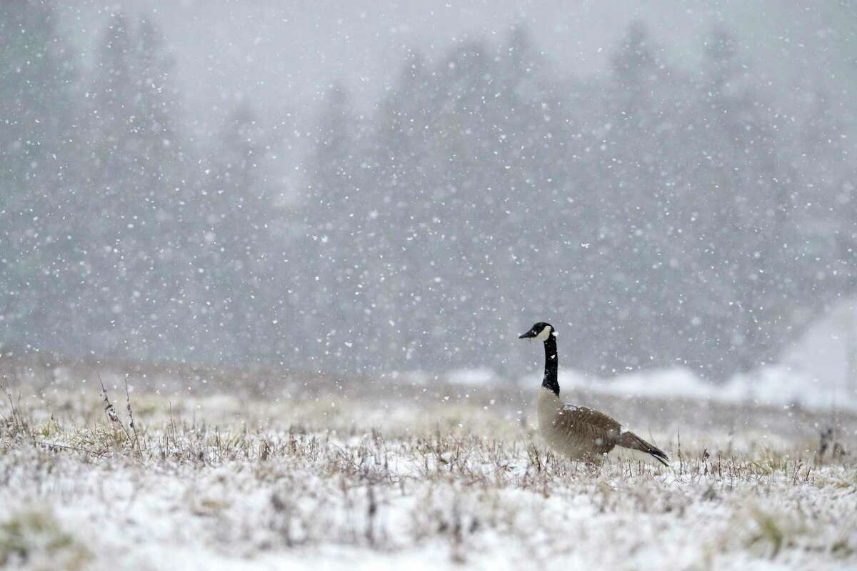 A Canadian Goose forages in the field above the airport as a wet snow fell across the Greater Danbury area on Wednesday, March 9, 2022, Danbury, Conn.