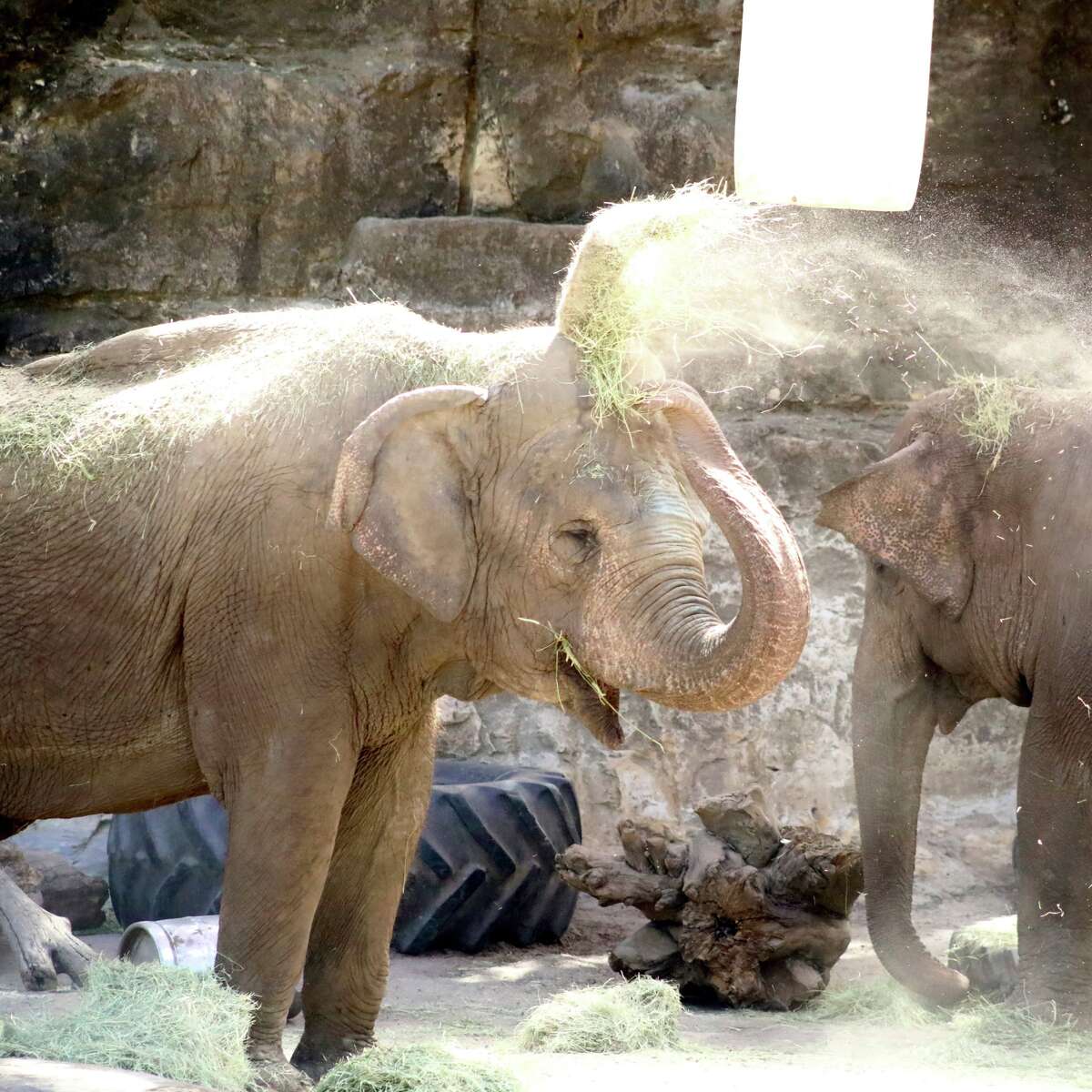 San Antonio Zoo is mourning the passing of one of its beloved elephants that died Wednesday afternoon. 