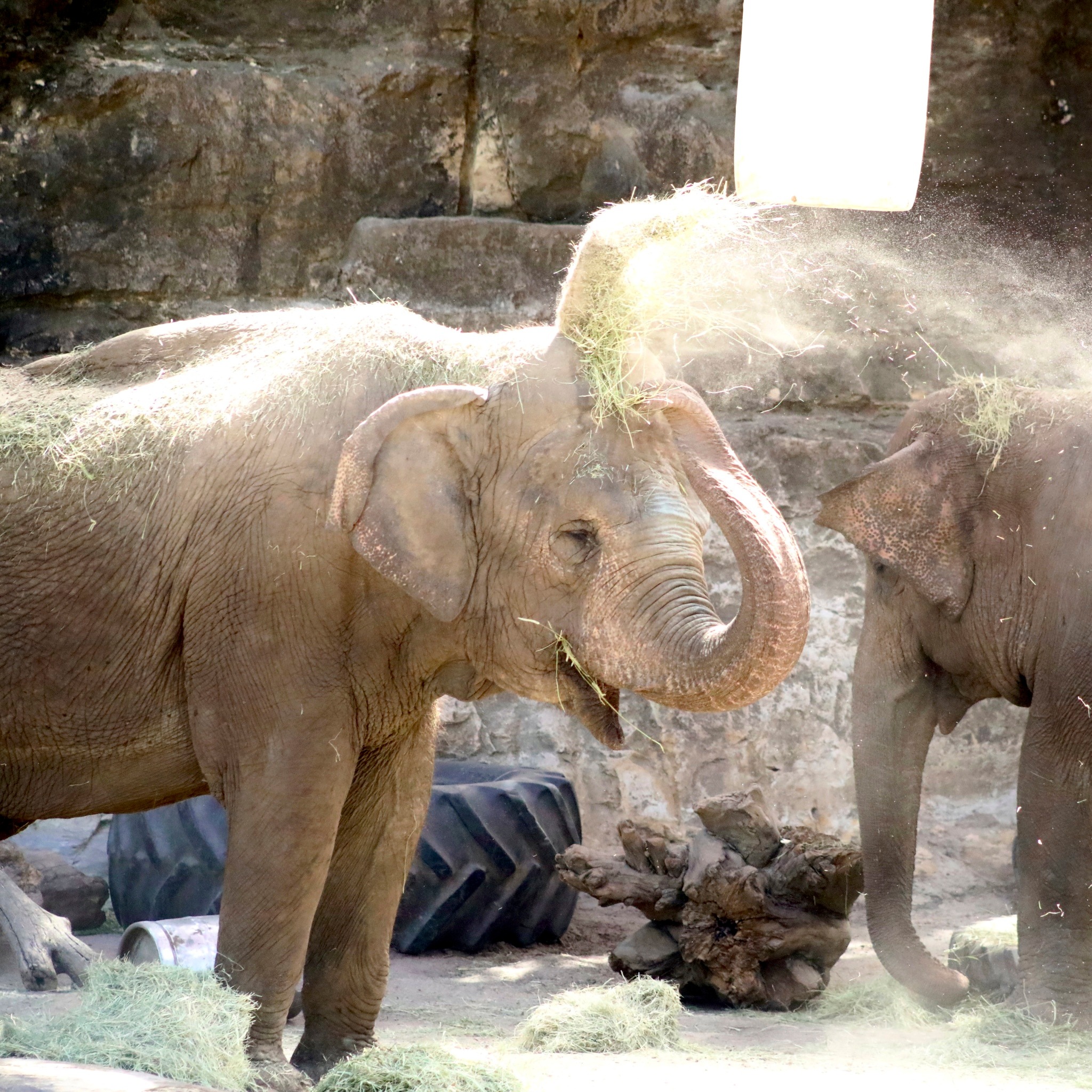 san-antonio-zoo-mourns-passing-of-beloved-asian-elephant