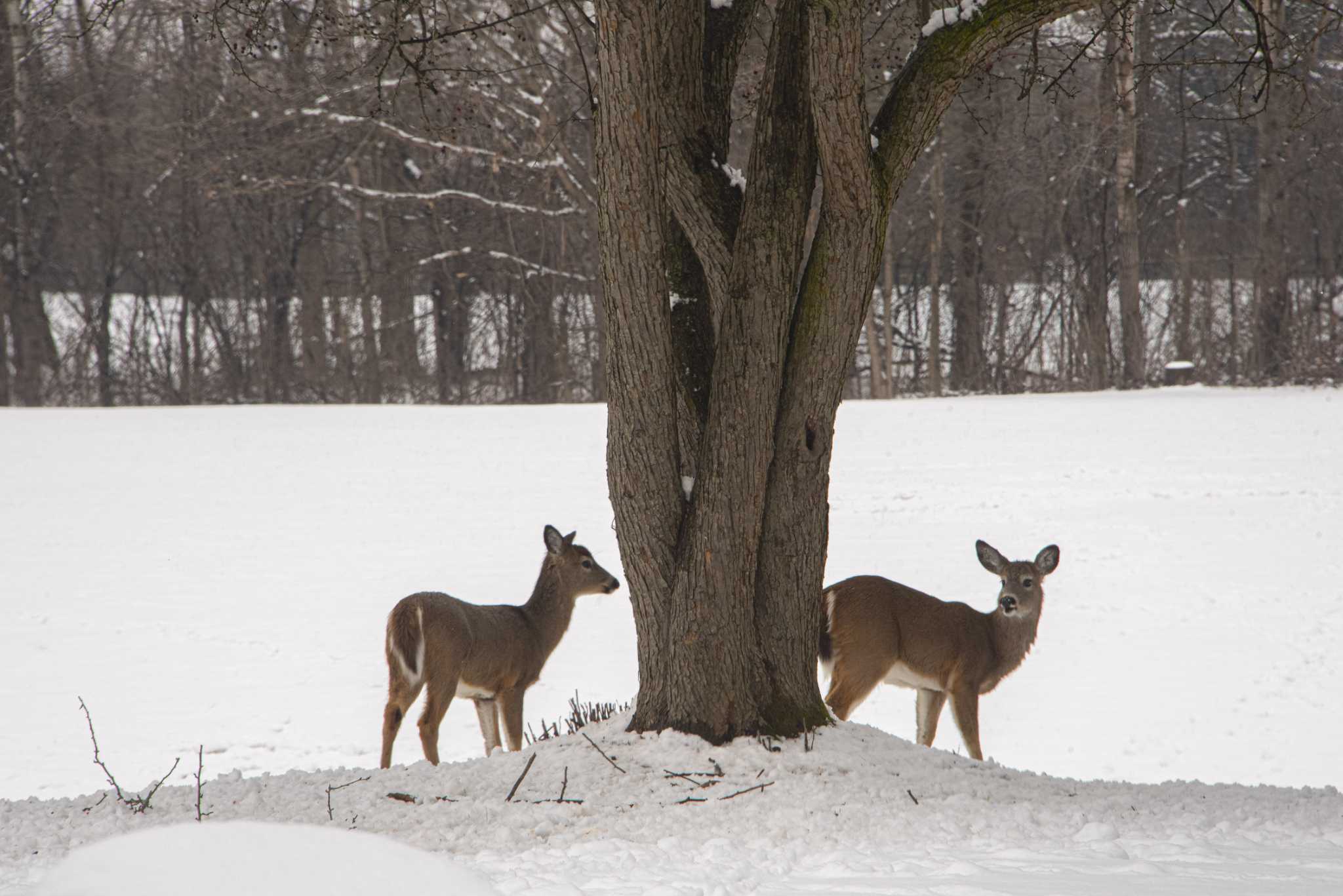 Police say shooting of ill fawn in East Greenbush was necessary - Vimarsana News