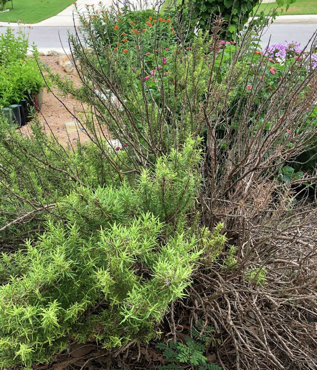 The freeze-damaged parts of this rosemary should be cut out.