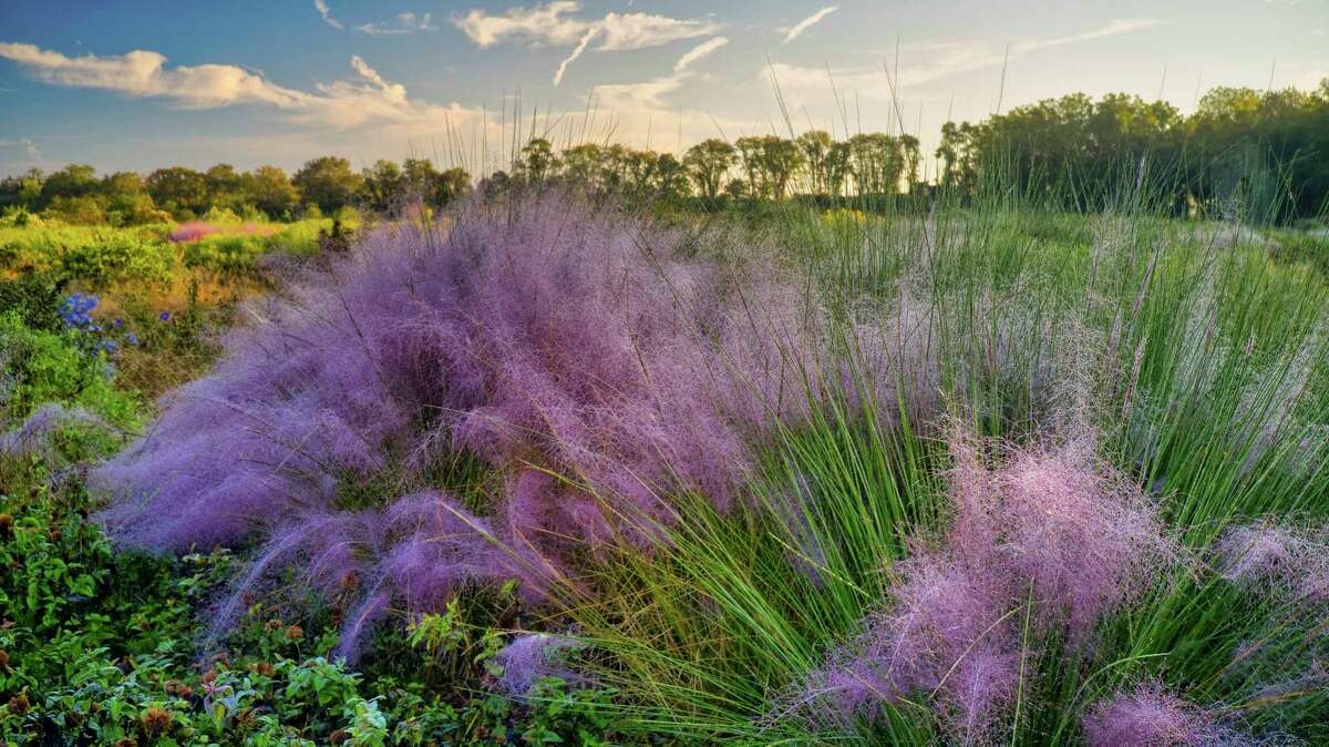 A cloud of pink muhly grass in the meadow, designed by Piet Oudolf, at the Delaware Botanic Gardens.
