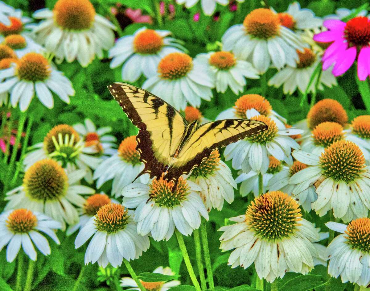 An Eastern tiger swallowtail butterfly on coneflowers in the Rhyne Garden at the Delaware Botanic Gardens.