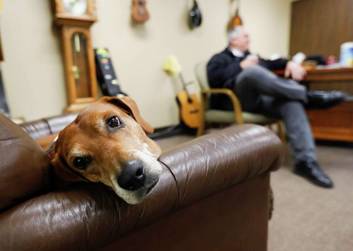 Hannah Lake, a mix-bred clergy therapy dog, relaxes on her chair in the office of Pastor Chris Lake at Tree of Life Luthran Church, Thursday, March 10, 2022, in Conroe.