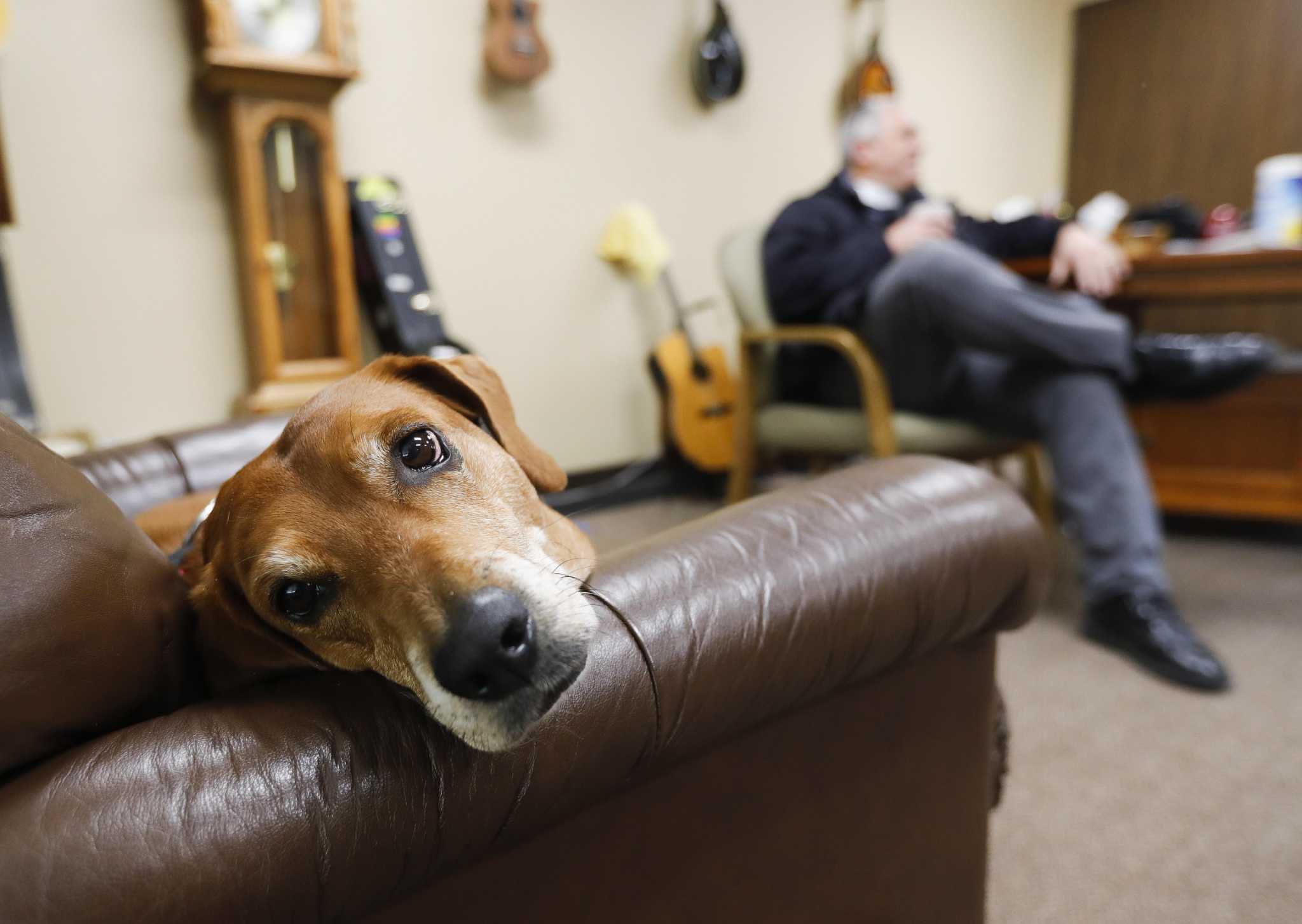 Clergy dog eases anxiety, brings ‘ministry of presence’ to Conroe church