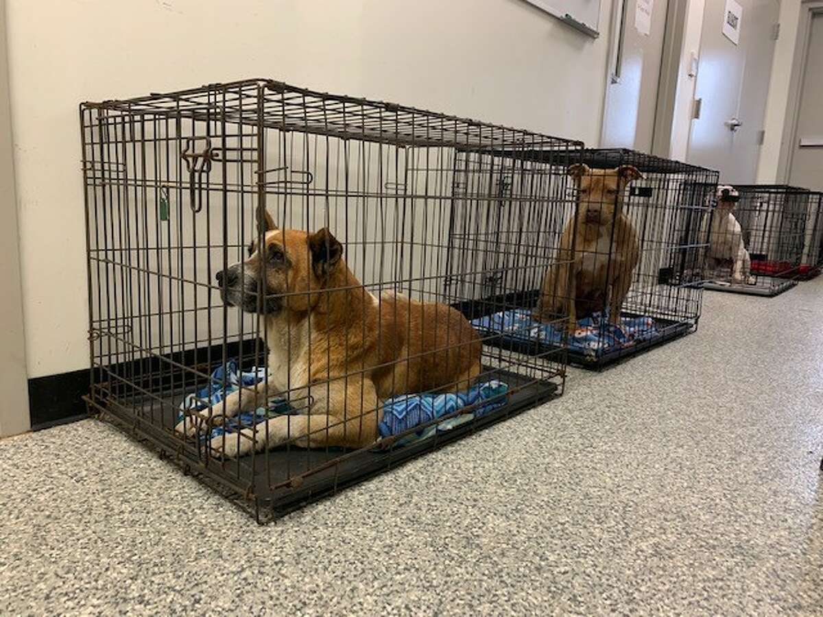 Fort Bend's animal shelter is so overwhelmed with animals it's housing dogs in the hallways Fort Bend's animal shelter is so overwhelmed with animals it's housing dogs in the hallways