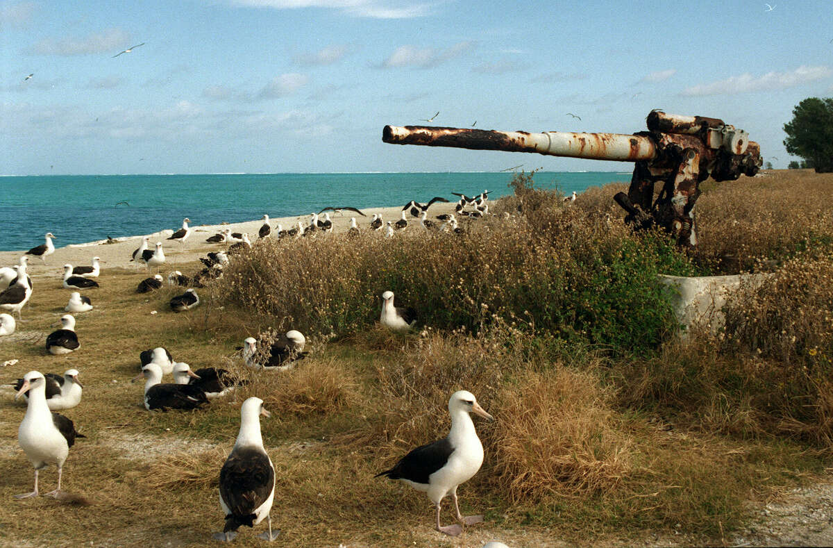 Laysan albatross mingle with the military remnants of WWII, in this case a rusting gun, on the Eastern Island of the Midway Atoll.