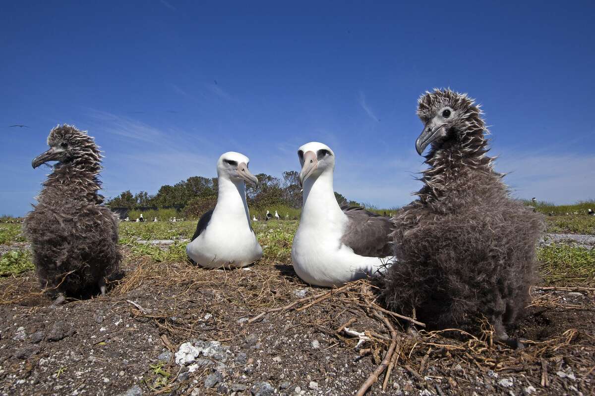 Laysan albatross (Phoebastria immutabilis) adult with their young.