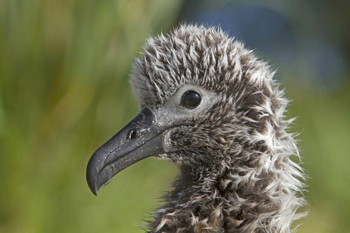 Laysan albatross (Phoebastria immutabilis).
