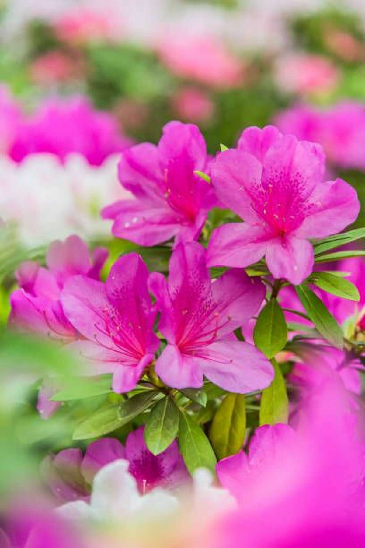 Azalea: When they bloom: Spring Why we love them: These pretty shrubs tell you spring is in full swing. They're gorgeous planted in masses with other spring-flowering perennials. Some types rebloom later in the season.